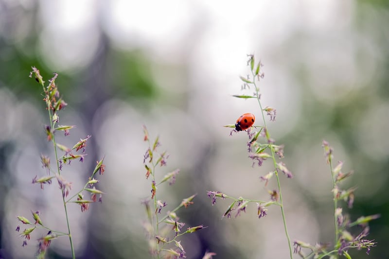 Ladybugs