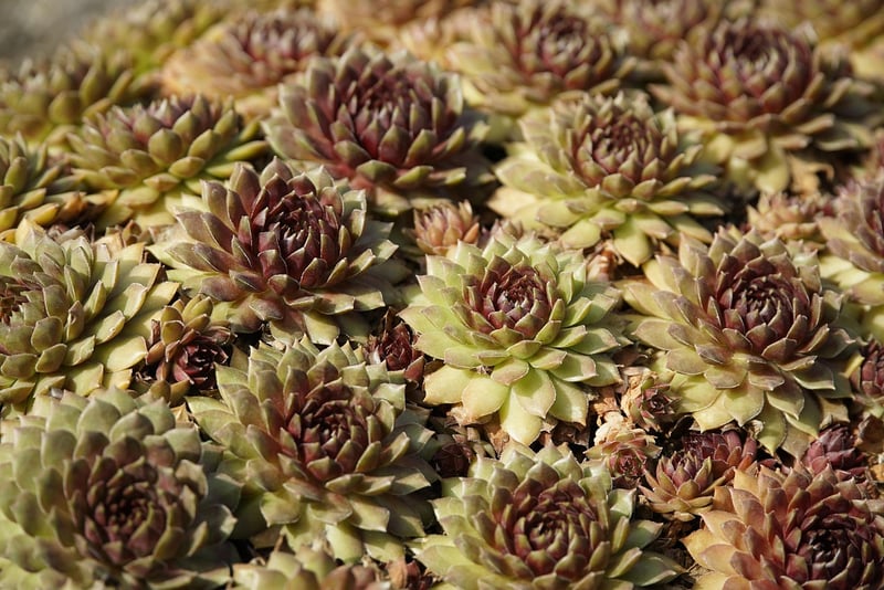 Sedum