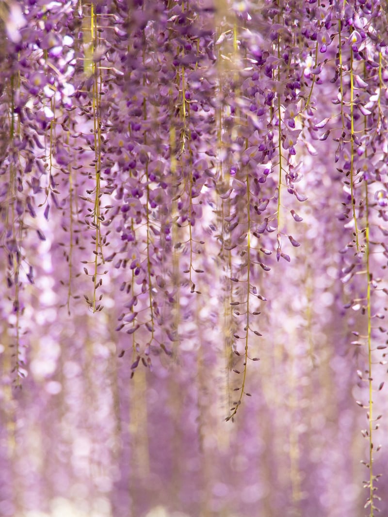 Vertical Garden Display